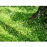 Photo Grass 8 Landscape title=
