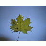 Photo Leaf 3 Object