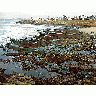 Photo Tide Pools 3 Ocean