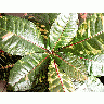 Photo Plant 3 Plant