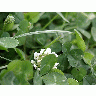 Photo Trefoil Plant