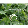Photo Trefoil Plant title=