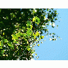 Photo Birch Leaves 5 Plant title=