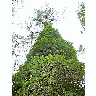 Photo Ivy Plant