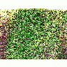 Photo Ivy Wall Plant title=