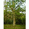 Photo Oak Tree Plant