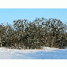 Photo Oak Trees A Clear Winter Day Plant title=