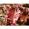 Photo Red Autumn Leaves Plant