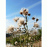 Photo Seeding Flower Plant