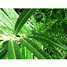 Photo Sharp Leaves Plant title=