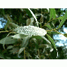 Photo Silver Furred Leaves Plant title=