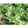 Photo Succulents Plant