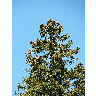 Photo Tree Top Plant