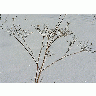 Photo Withered Plant In Winter Plant title=