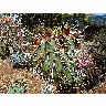 Photo Cactus 2 Plant