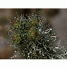 Photo Cactus Needles Plant