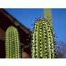 Photo Cactus Needles 2 Plant