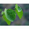 Photo Canyon Leaves Plant title=