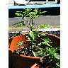 Photo Chilis Plant