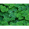 Photo Clover Plant