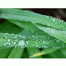 Photo Drops Plant