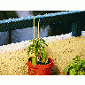 Photo Flowerpot Plant Plant