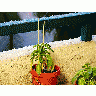 Photo Flowerpot Plant Plant title=