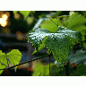 Photo Grape Leaf Plant