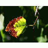 Photo Leaf Plant