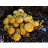 Photo Mushrooms Plant