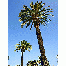 Photo Palm Trees 2 Plant