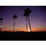 Photo Palm Trees And Sunrise Plant title=