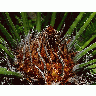 Photo Plant Plant title=
