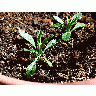 Photo Sprouts In Dirt Plant