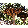 Photo Tree 3 Plant