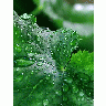 Photo Water Droplets Plant title=