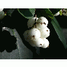 Photo Canary Grass Plant title=