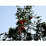 Photo Rowanberry Plant