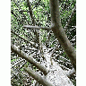 Photo Fallen Branshy Tree Plant