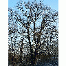 Photo Oak Tree In Winter Plant