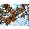 Photo Winter Oak Leaves Plant