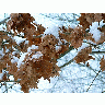 Photo Winter Oak Leaves Plant title=