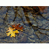 Photo Leaves In A Stream Plant title=