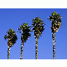 Photo Palm Trees Plant title=