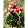 Photo Prickly Pear Cactus Plant