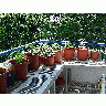 Photo Spices Plant