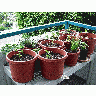 Photo Spices And Peppers Plant