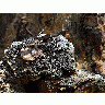Photo Osprey Nest Travel title=