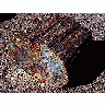 Photo Petrified Wood 3 Travel