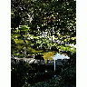 Photo Japanese Tea Garden 2 Travel title=
